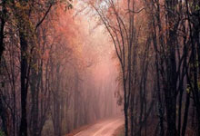 意甲:国际米兰以2比2 逼和博洛尼亚.